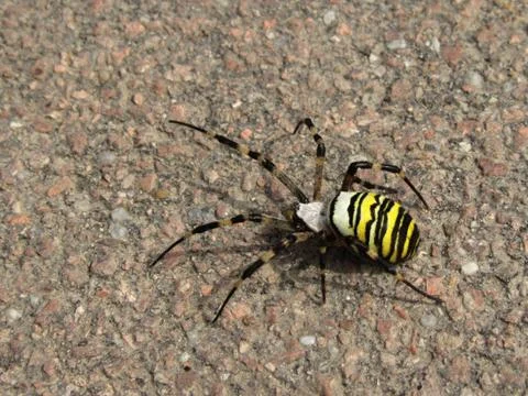 Wasp spider Stock Photos