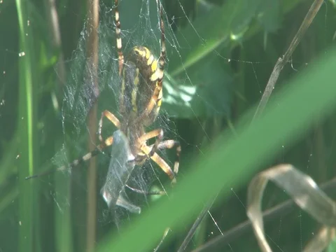 WASP SPIDER WITH PREY HD Video stock 95184354
