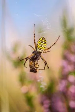 Wasp Spider - prey Stock Photos