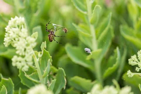 Wasp spider with prey Stock Photos