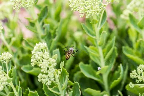 Wasp spider with prey Stock Photos