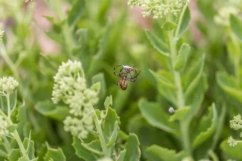 Wasp spider with prey Stock Photos