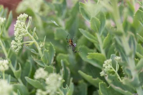 Wasp spider with prey Stock Photos