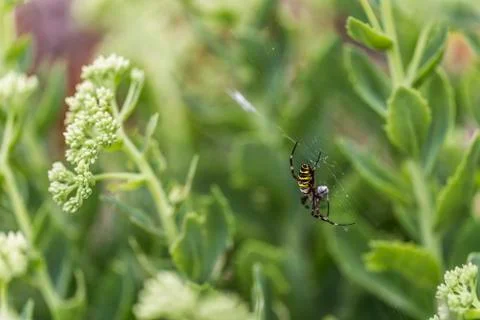 Wasp spider with prey Stock Photos