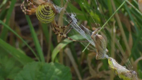 Wasp spider with prey in web Stock Footage 314896476