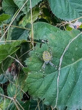 Wasp Spider Resting on a Green Leaf in Nature Stock Photos