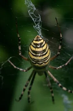 Wasp Spider Resting on Its Web in a Garden Stock Photos