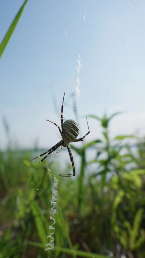 Wasp Spider Resting on Orb Web for Biology Research Science Media Vídeos de archivo 342184549