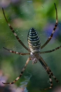 Wasp Spider Resting on a Web in a Garden Stock Photos