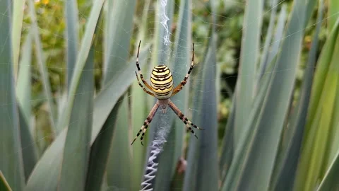 The wasp spider sits in the center of its web Stock Footage 325840665