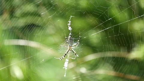 Wasp spider sits in a circular web (Argiope bruennichi) Stock Footage 95652518