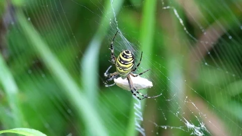 Wasp spider sits in a circular web and sucks its prey (Argiope bruennichi) Stock Footage 95652567