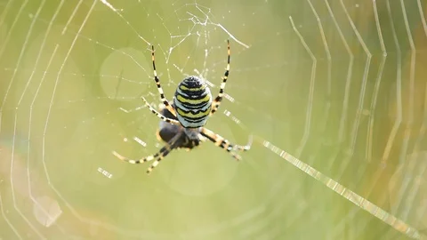 Wasp spider sits in their net Stock Footage 88803488