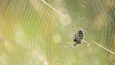 Wasp spider sits in their net Stock Footage 88804062