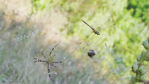 Wasp Spider Sits in a Web with a Caught ... | Stock Video | Pond5