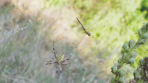 Wasp Spider Sits in a Web with a Caught ... | Stock Video | Pond5
