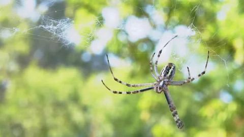Wasp Spider Sits in a Web Waiting for Prey. Zoom. Close up. Slow motion Stock Footage 160537736