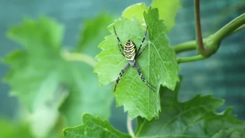 Wasp Spider Sitting on Green Grape Leaf Closeup Stock Footage 345356991