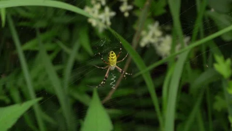 Wasp spider sitting on its web Vídeos de archivo 332769320