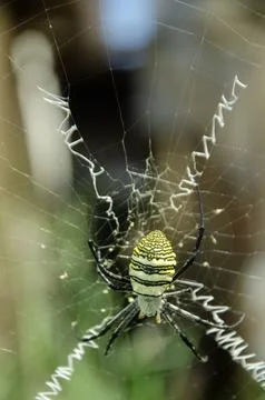 Wasp Spider Sitting on Its Web Stock Photos