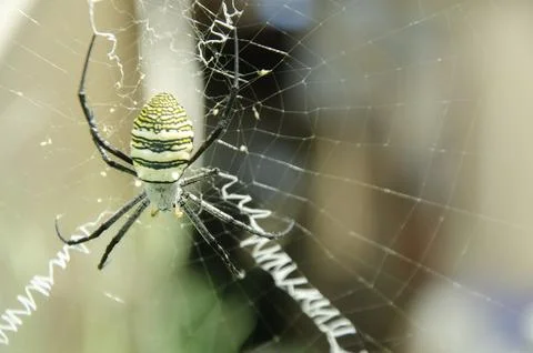 Wasp Spider Sitting on Its Web Stock Photos