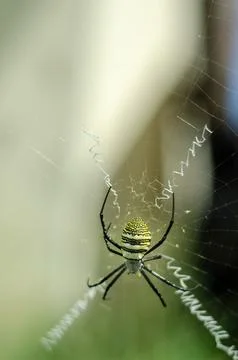 Wasp Spider Sitting on Its Web Stock Photos