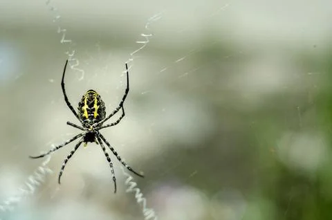 Wasp Spider Sitting on Its Web Stock Photos