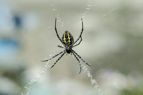 Wasp Spider Sitting on Its Web Stock Photos