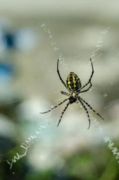 Wasp Spider Sitting on Its Web Stock Photos