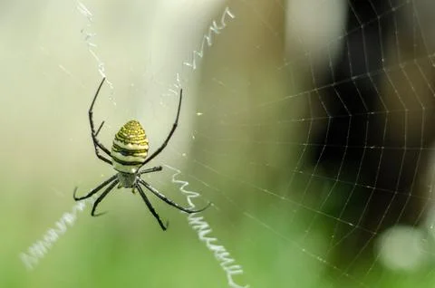 Wasp Spider Sitting on Its Web Stock Photos