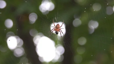 Wasp spider, spider web Stock Footage 74363194