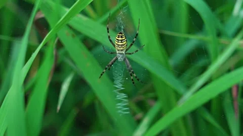 The wasp spider is swaying in the wind Stock Footage 317759119
