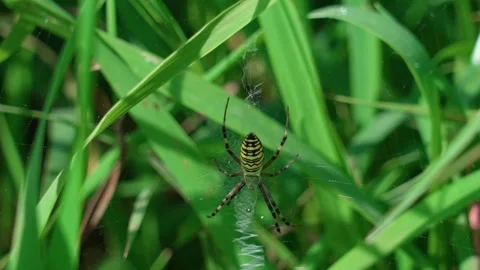 The wasp spider is swaying in the wind Stock-Footage 317759122