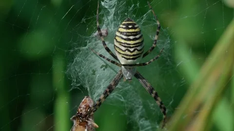 The wasp spider is swaying in the wind Stock-Footage 317759168