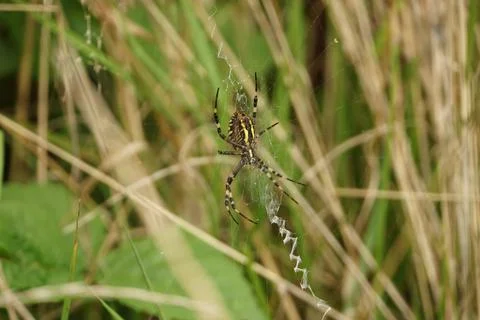 Wasp Spider Underside Stock Photos