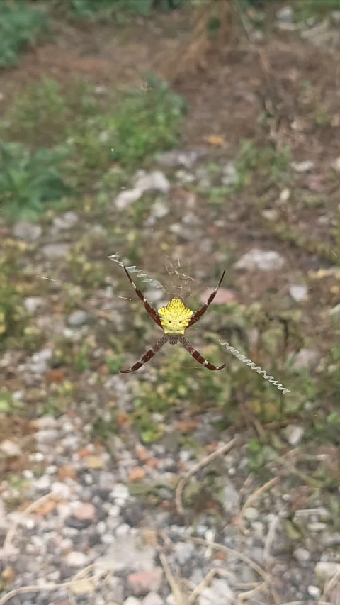Wasp Spider, Vertical Video stock 292244216