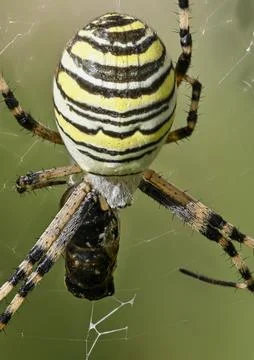 Wasp spider viewed from above with captured prey Stock Photos