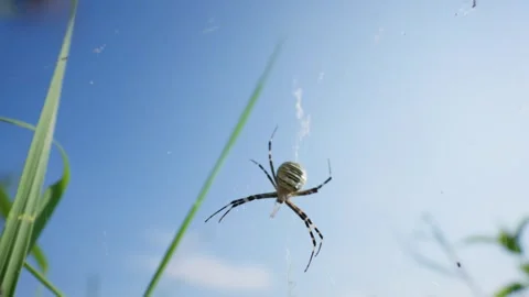 Wasp Spider Waiting on Web Low Angle View Against Clear Blue Sky Stock Footage 342766809