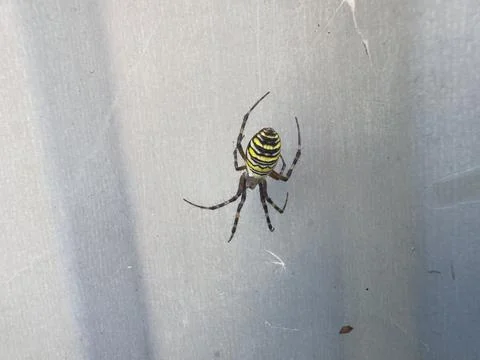 Wasp Spider on a Web Against a Grey Background Stock Photos