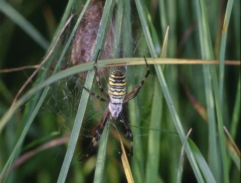 Wasp spider in the web between blades of grass Stock Photos