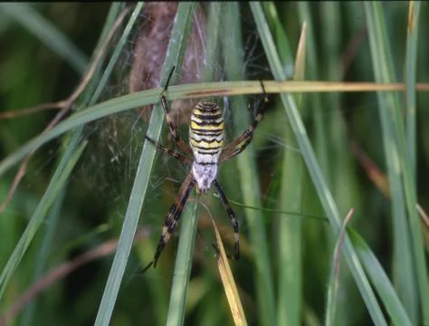 Wasp spider in the web between blades of grass Stock Photos