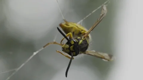 Wasp in spider web Stock Footage 80961441