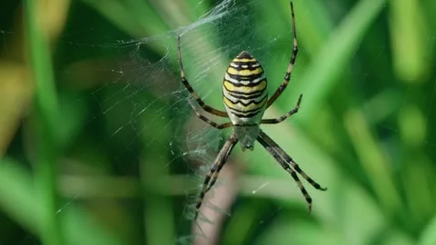 Wasp spider on the web Stock Footage 317759154
