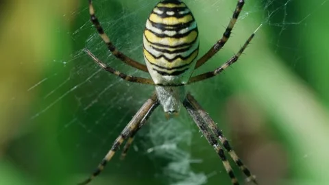 Wasp spider on the web Stock-Footage 317759164