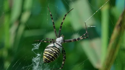 Wasp spider on the web Stock-Footage 317759166