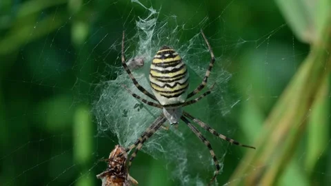 Wasp spider on the web Stock-Footage 317759172