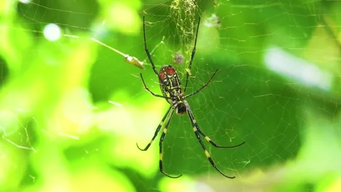 A wasp spider on a web Stock Footage 335277053
