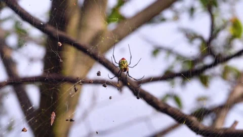 A wasp spider on a web Stock Footage 335277680