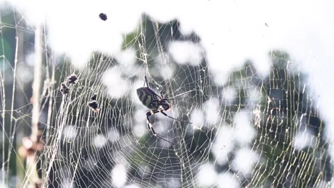 A wasp spider on a web Stock Footage 335277682
