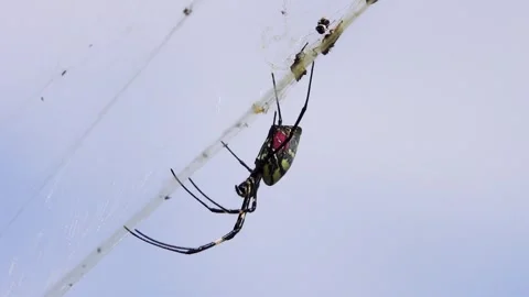 A wasp spider on a web Stock Footage 335277717